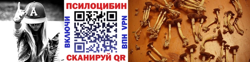 купить наркотики цена  Каргат  Галлюциногенные грибы мицелий 
